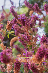 Salvia canariensis, the Canary Island sage. A beautiful flowering plant. Erect perennial shrub native to the Canary Islands.