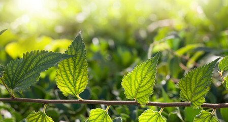 Fresh Green Leaves in Sunlight