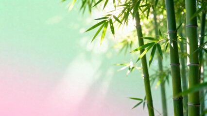 Obraz premium Bamboo forest with sunlight