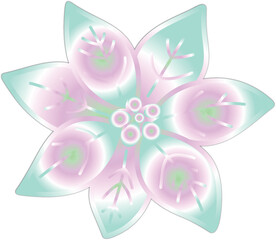 Pastel Colored Poinsettia Flower 