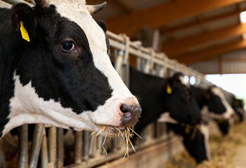 Close up of Holstein cow eating hay inside modern dairy farm stable in livestock environment.