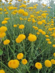 Vibrant Yellow Button-Shaped Flowers in a Meadow, Natural Background

