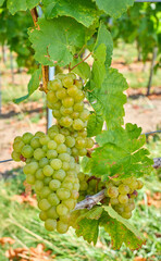 Close-up of ripe green grapes hanging on the vine in a vineyard. Fresh and natural fruit ready for harvest, symbolizing winemaking, agriculture, and organic farming in a scenic countryside setting.