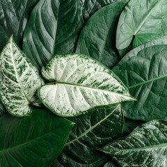 Close-up of Lush Green and White Variegated Plant Leaves