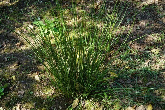 Juncus effusus, Golpul, a perennial wetland plant in Korea, used traditionally for mats and lamp wicks, with medicinal diuretic, renal, and edema-relieving properties. Photographed in Korea.
