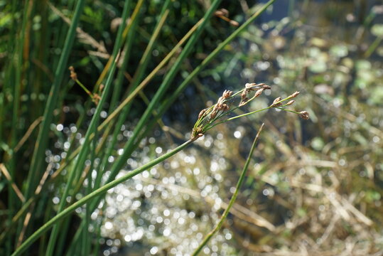 Juncus effusus, Golpul, Korean wetland plant used for mats, wicks, and diuretic medicinal benefits