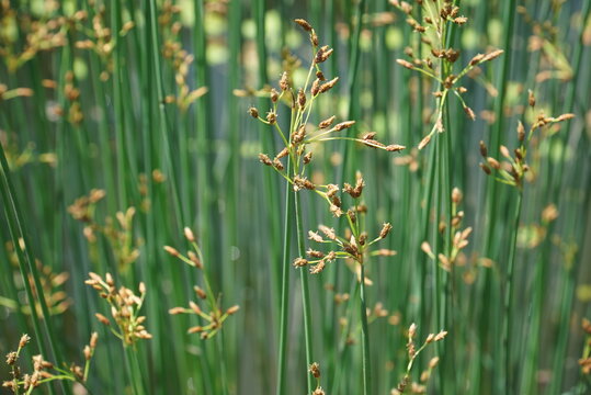 Juncus effusus, Golpul, a perennial wetland plant in Korea, used traditionally for mats and lamp wicks, with medicinal diuretic, renal, and edema-relieving properties. Photographed in Korea.