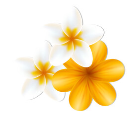Tropical Plumeria Flowers with White and Yellow Petals