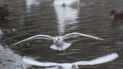 White gull flying low over water, wings spread wide, facing forward with background of rippling surface and other birds blurred behind