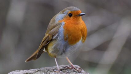 European robin standing on rock, displaying vibrant orange chest and brown wings, with soft blurred natural background