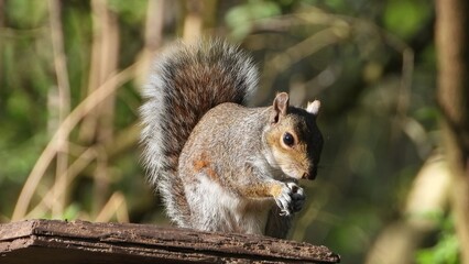 Grey squirrel standing on wooden surface holding food in its paws, fluffy tail raised, sharp detail with blurred green forest background
