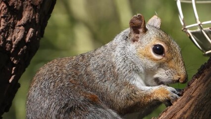 Close-up of grey squirrel eating while clinging to tree trunk, sharp detail of fur and eye, blurred green background with feeder partly visible
