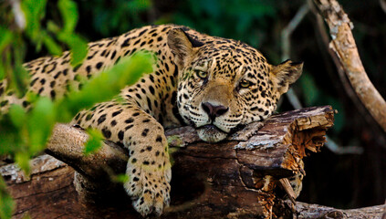 Jaguar in the Pantanal
