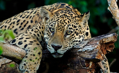 Jaguar in the Pantanal