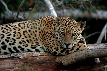 Jaguar in the Pantanal