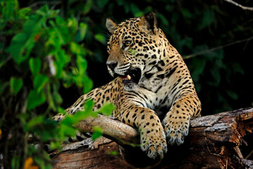 Jaguar in the Pantanal