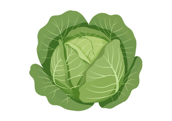 Vibrant Green Cabbage Head with Detailed Leaf Veins.