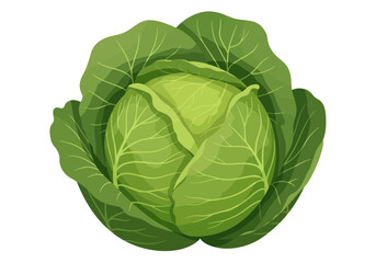 Fresh green cabbage head with large leaves isolated on white background.