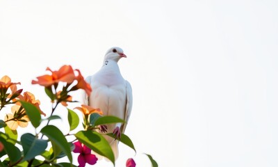 Obraz premium Serene white dove perched on a pure white background, symbolizing peace and purity, tranquility, gentle, serenity