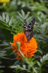 butterfly on flower