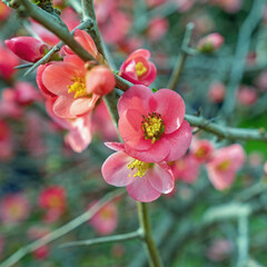 Obraz premium Springtime. Red flowers of Japanese quince, Chaenomeles japonica. Selected focus