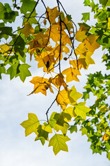 Herbstlaub Tulpenbaum in allen Farben eine Pracht, Gegenlicht leuchtend
