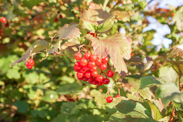Bunches of viburnum berries on a branch illuminated by the sun. Red viburnum berries close-up.