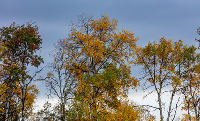 autumn trees in the forest