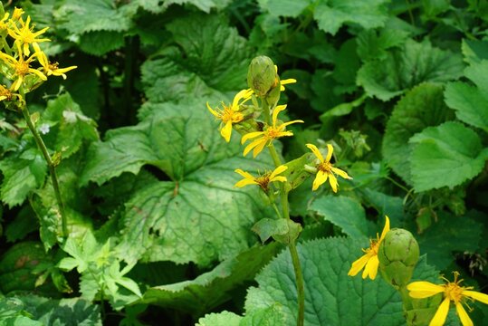 Ligularia fischeri, Gomchwi, Korean wild herb with vitamin C, beta-carotene, and calcium, promoting immunity and bone health (Baekdu Mountain)