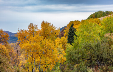 Fototapeta premium autumn trees in the mountains