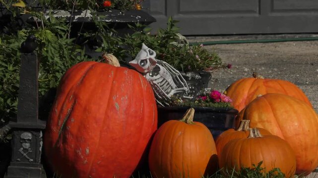 Halloween scary decoration with pumpkins
