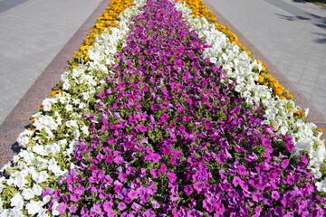 colorful flowers in the park