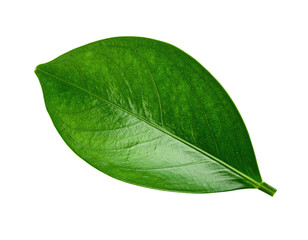 Obraz premium Close-up of a vibrant green leaf, oval shape, smooth texture, isolated on black background