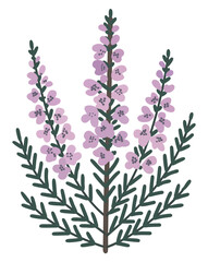 Heather bush. Vector isolated illustration