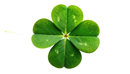 Close-up of a four-leaf clover, vibrant green with detailed veins.  