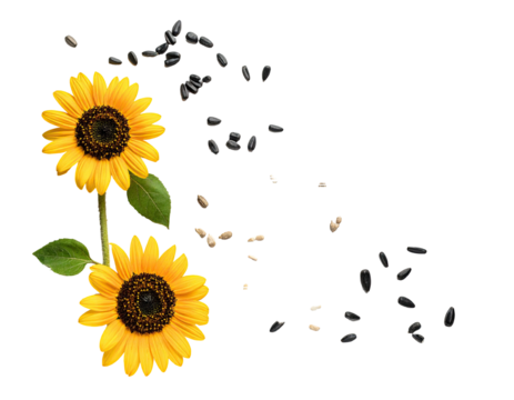 Two sunflowers with scattered seeds
