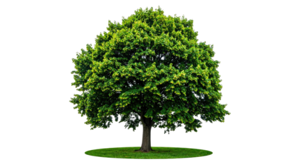 Lush green tree with a full canopy, standing on a grassy base against a black background