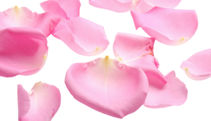 Delicate pink rose petals scattered.  Soft, light pink petals, various shapes and sizes, lie loosely on a black background.  Slight highlights on the petals