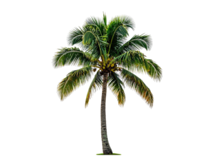 Single coconut palm against black background. Lush green fronds extend outward from a sturdy trunk