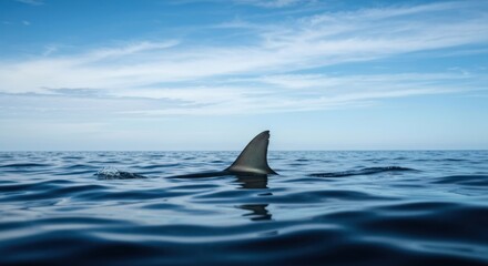 Fototapeta premium Shark fin breaks surface on a sunny day with blue sky and scattered clouds