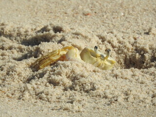 crab on the beach