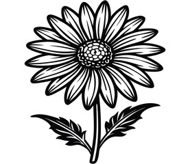 Fototapeta premium Radiant Daisy Blossom A Detailed Outline of a Blooming Flower on a Stem