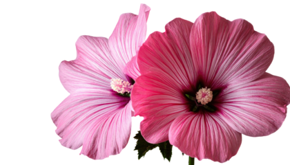 Close-up of two pink flowers, with delicate petals and a central stamen.  Soft, vibrant hues