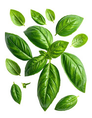 Obraz premium Fresh basil leaves, various sizes, vibrant green, isolated on black