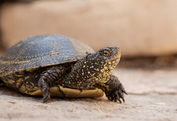 young European pond turtle