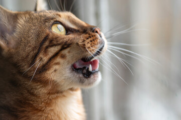 A surprised Bengal cat looks up