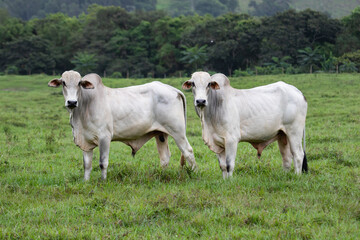 cattle in the field