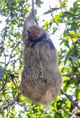 Fototapeta premium endangered sloth