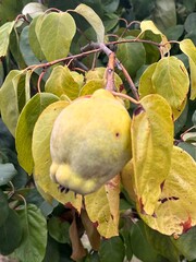 Branch of tree with ripe fruits of quince and leaves