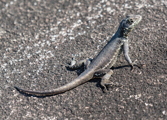 lizard on a rock
